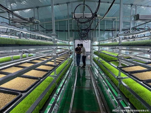 水培牧草 開啟高效、營(yíng)養(yǎng)、健康的畜牧業(yè)優(yōu)質(zhì)飼料新時(shí)代